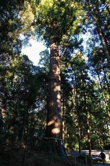 ⛩️ 토사 신사(토사 진자) 이미지 9